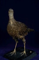 藍腹鷴藏品圖，第9張